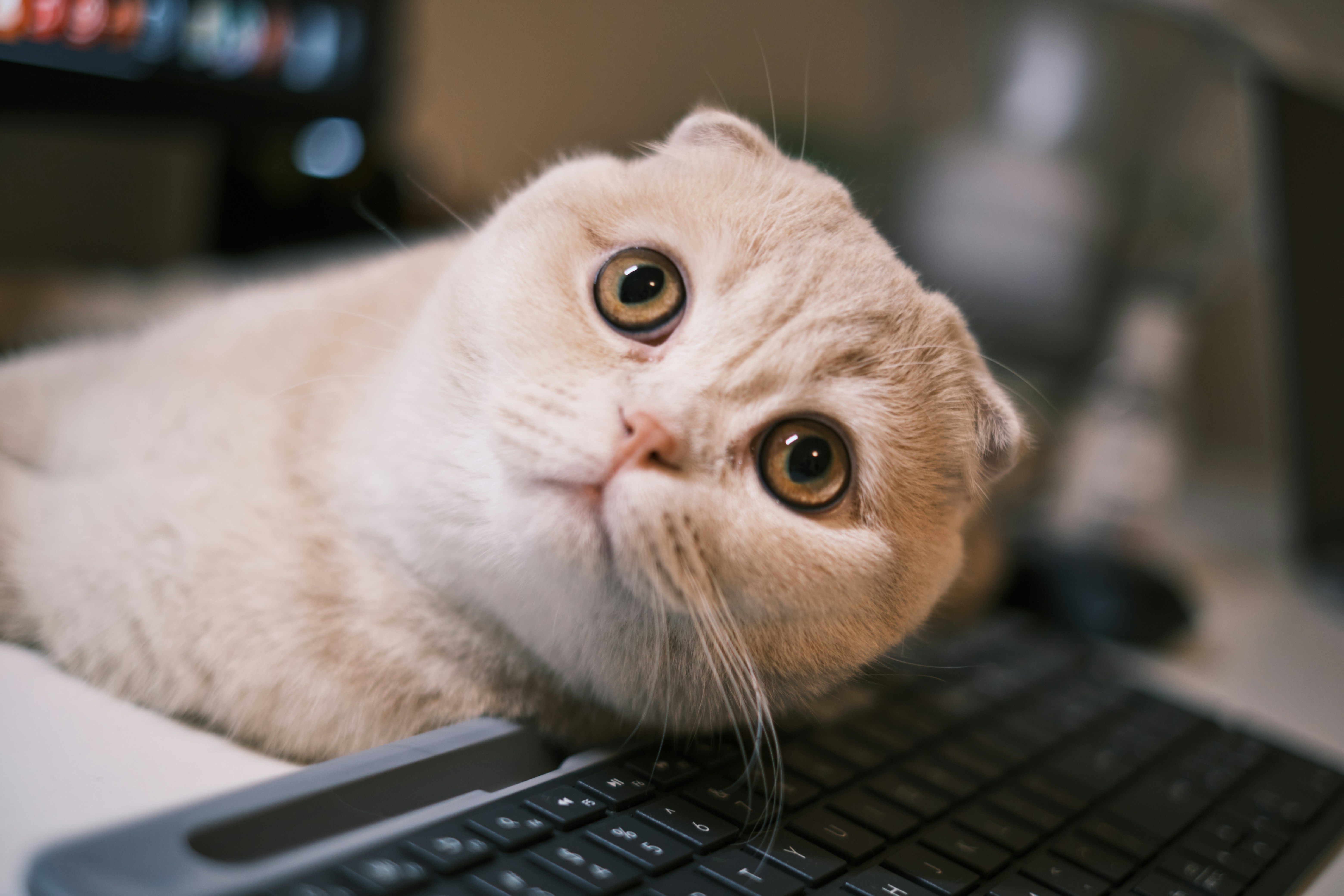Cute cat on keyboard